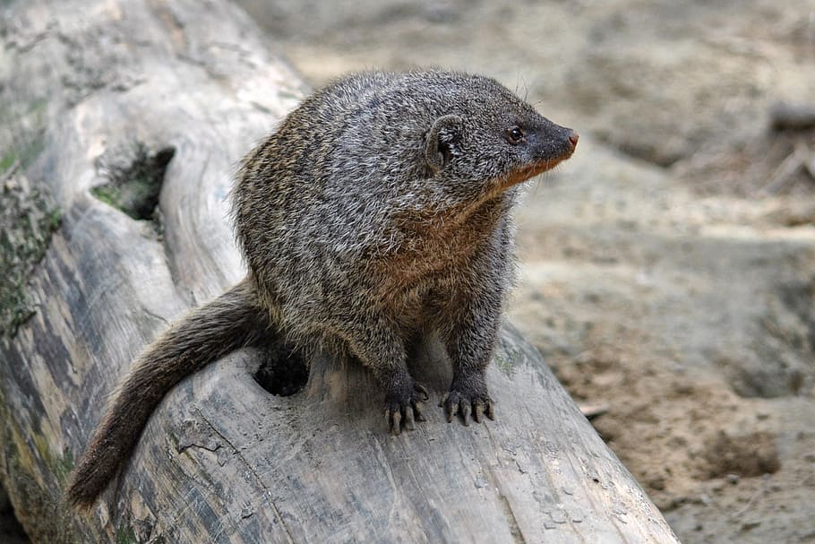 mongoose, mammal, animal, creature, banded mongoose, predator, wildlife, animals In The Wild, nature, brown