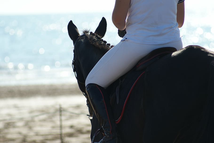 pessoa, montando, cavalo, praia, mar, passeios a cavalo, cavalos, oceano, areia, animal
