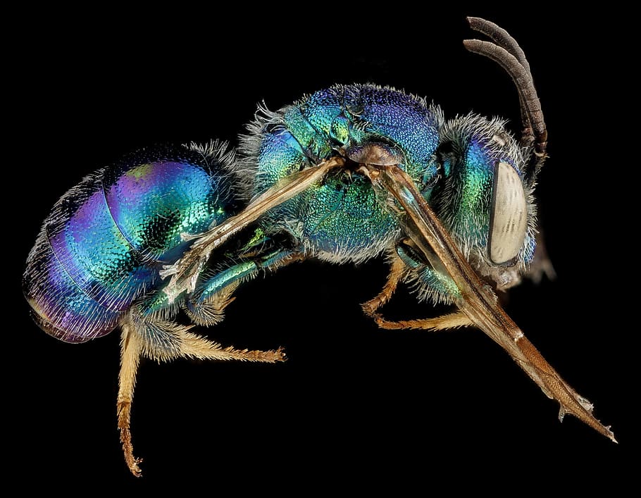 green, blue, fly, illustration, insect, bee, macro, mounted, close up, southeaster bee
