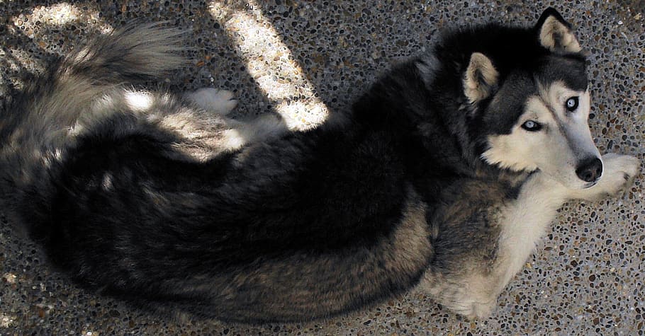 adult siberian, husky, lying, concrete, floor close-up photo, siberian husky, resting, quito ecuador, mammal, one animal