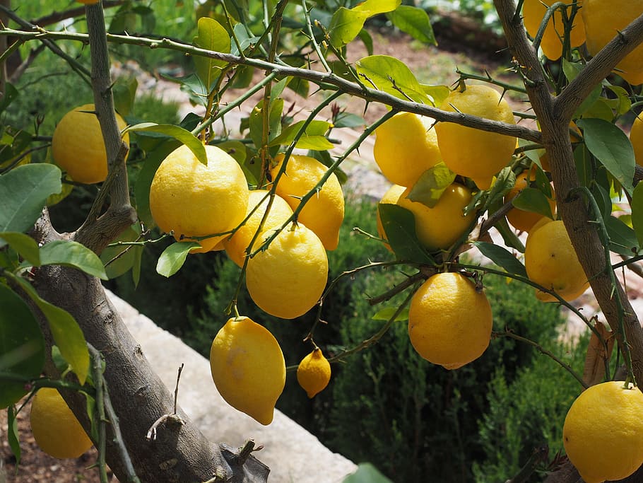 Limone, Lemon Tree, lemon, citrus × limon, citrus, fruit, tropical fruit, yellow, ripe, vitamins