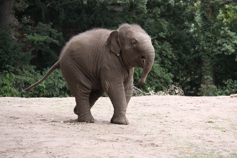 elephant, pachyderm, elephant's child, baby elephant, asian elephant, indian elephant, proboscidea, young animal, child, proboscis