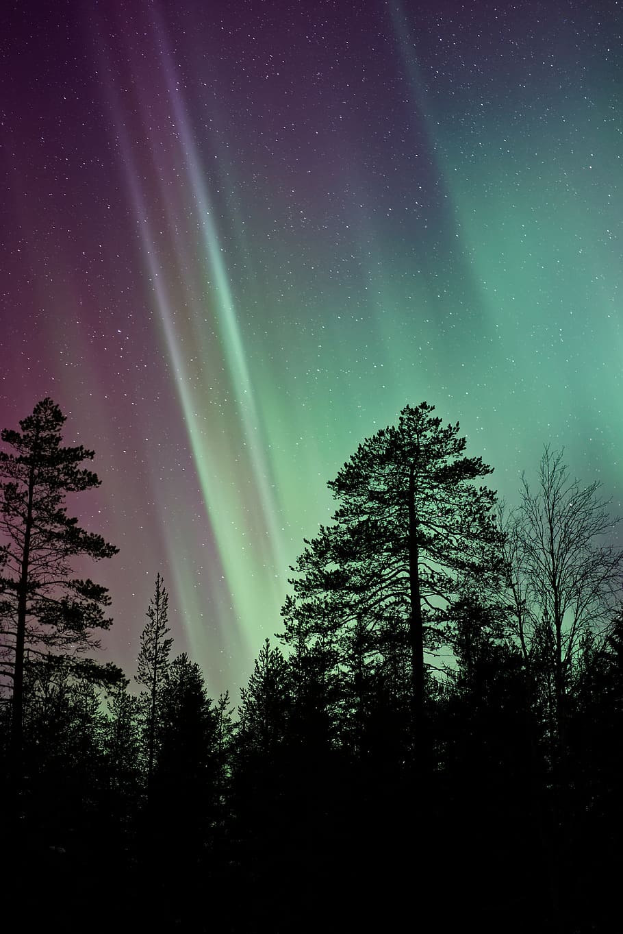 aurora, green, light, atmosphere, sky, trees, plant, nature, outdoor, forest