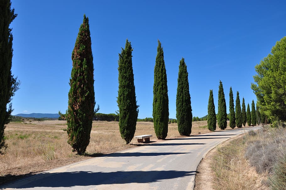 tree, road, nature, landscape, cypress, sky, plant, sunlight, blue, day