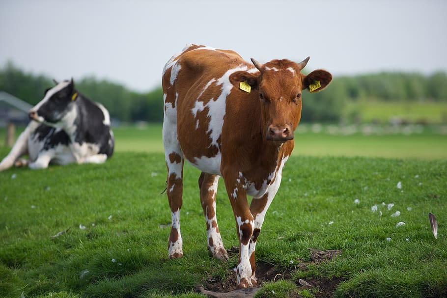 sapi, susu, rumput, pertanian, padang rumput, musim semi, sapi belanda, binatang lokal, binatang menyusui, tema hewan