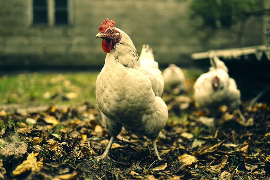 the hen, eggs, animals, bird, poultry, nature, pen, animal, eco-friendly, poland village