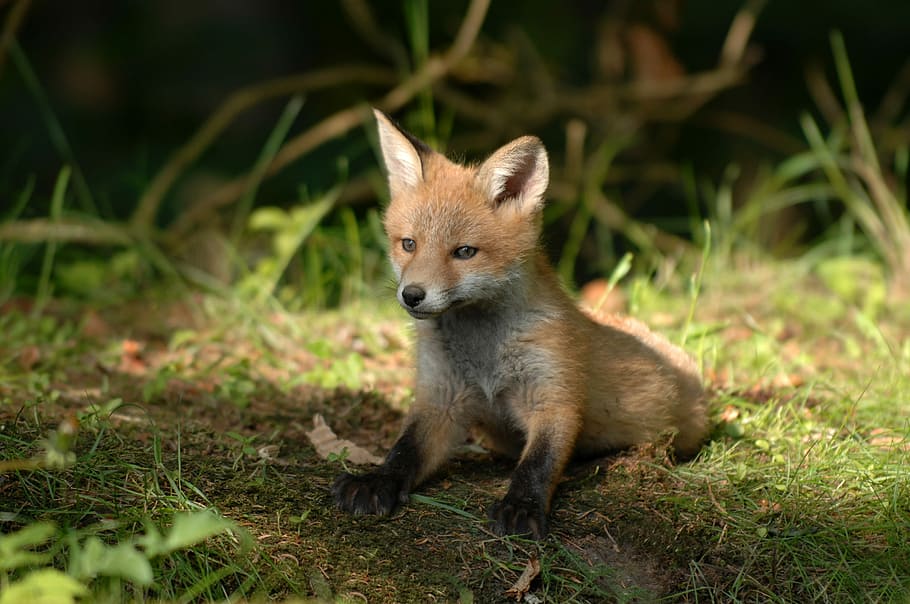 orange, fox kitten, green, grass, mammals, wildlife, expensive, fox, natural, wild