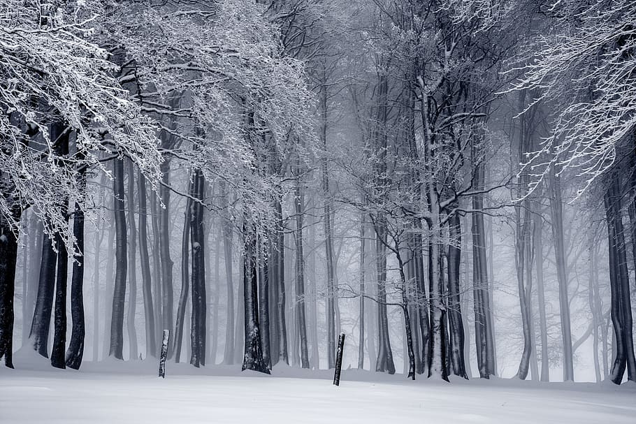 foto pohon salju, musim dingin, salju, dingin, bersalju, semak musim dingin, putih, pohon, hutan, alam