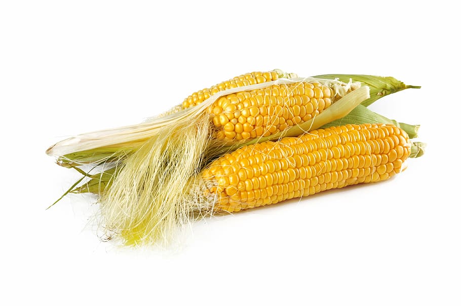 two yellow corns, corn, natural, ripe, harvest, fall, food, vegetarian, gold, yellow