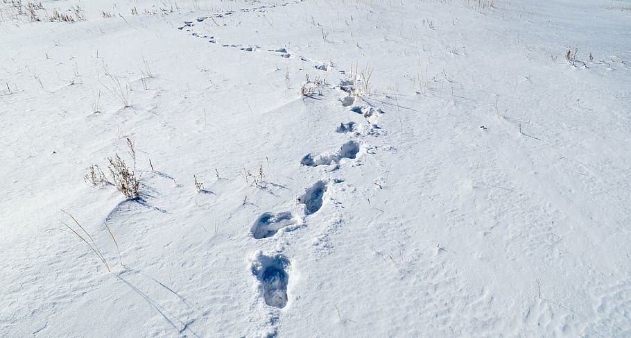 snow, footprint, cold, track, frost, mountain, footpath, walking, hiking, frozen