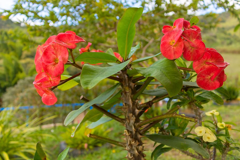 Растения колумбии