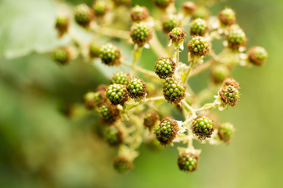 green, immature, blackberry, nature, bush, bramble, close up, plant, macro, selective focus