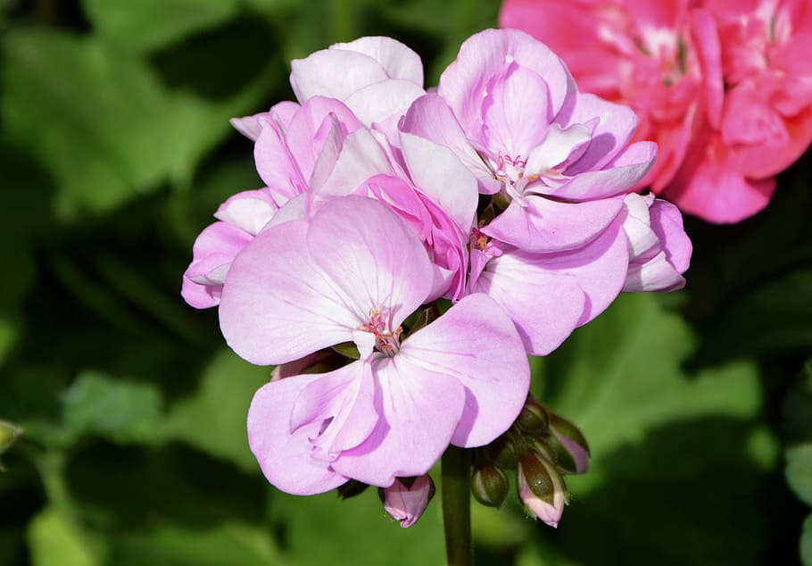 bunga, bunga merah muda, massif, jardiniere, dekorasi, alam, tanaman, taman, musim panas, kebun botani
