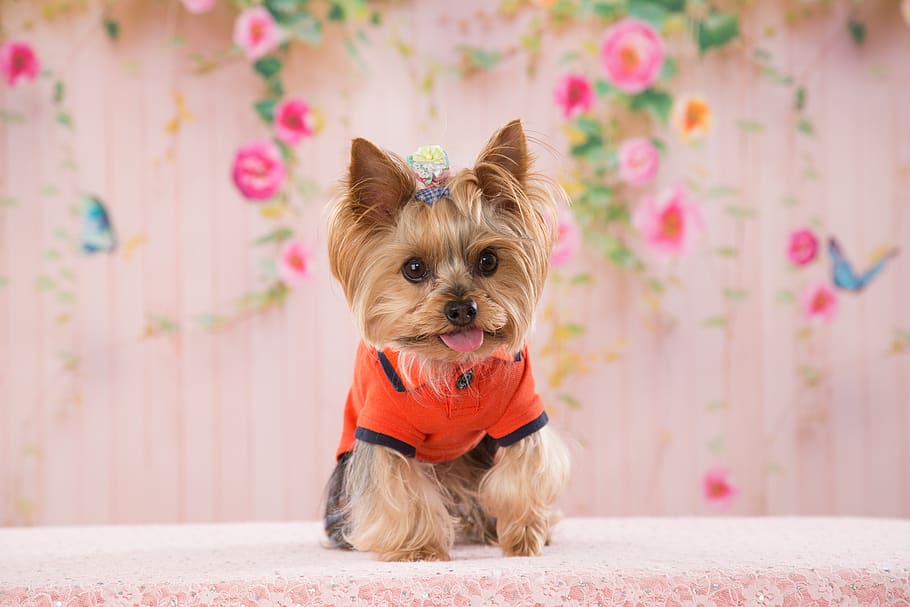 yorkie, dog, leia, yorkshire, small breed dogs, address, one animal, domestic animals, domestic, pets