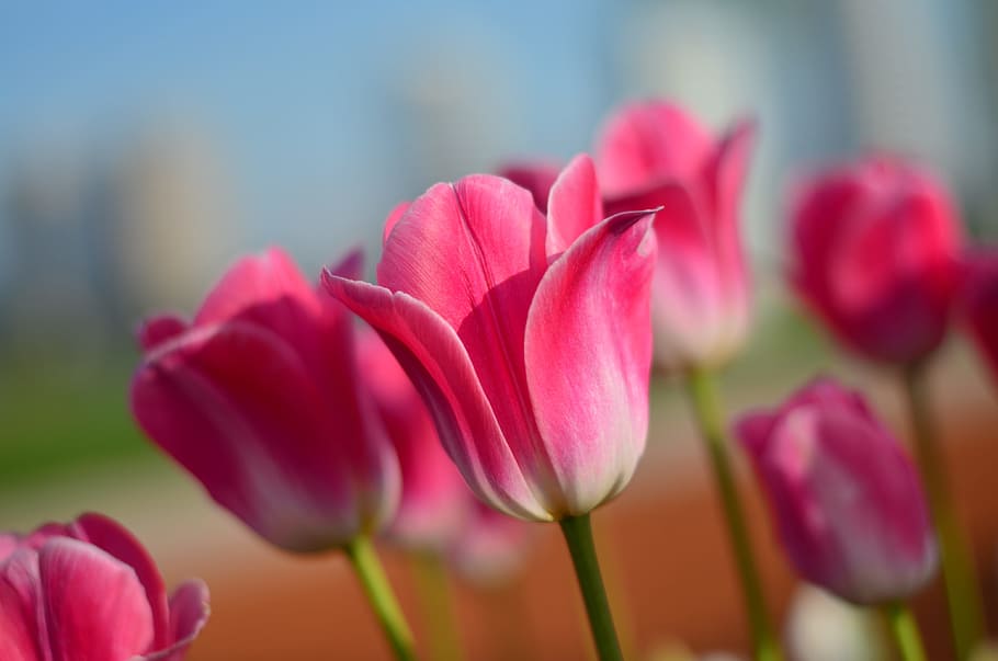 Tulipanes, macro, colores vivos, naturaleza, rojo, primer plano, Turquía, primavera, planta, detalle