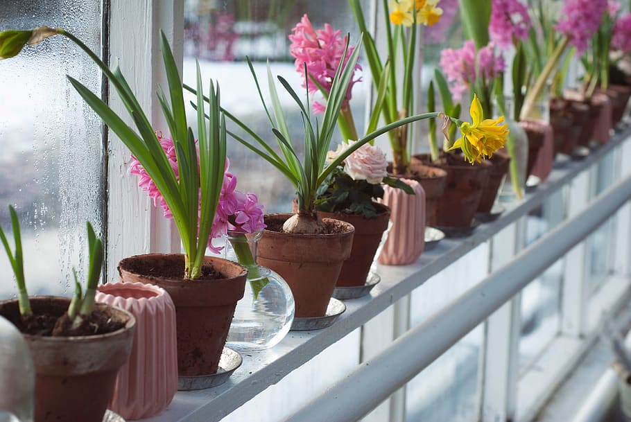 colorful, flowers, plant, nature, flowerpot, vase, water, outdoor, garden, display