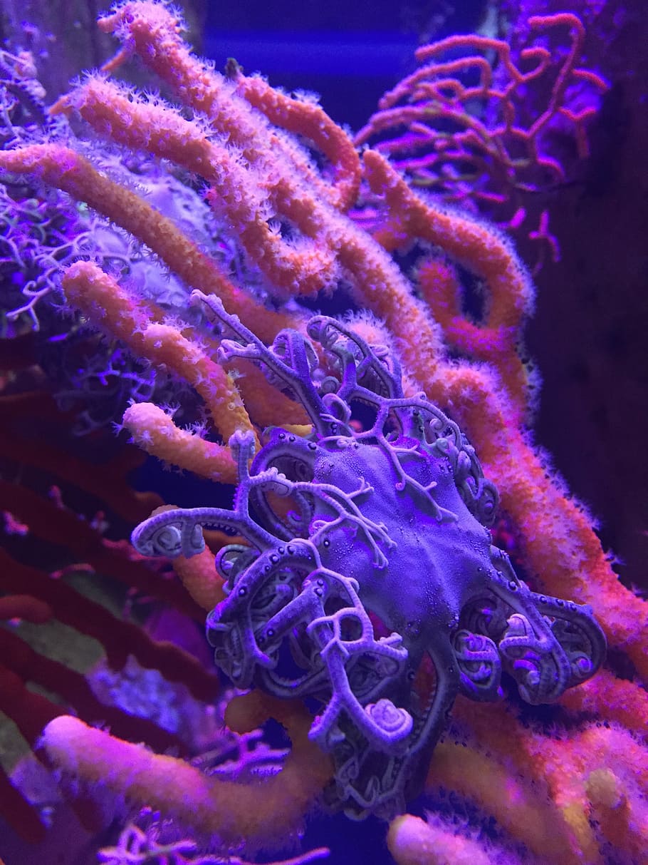 pink, purple, corals, ocean, aquarium, underwater, marine, coral, blue, coral reef