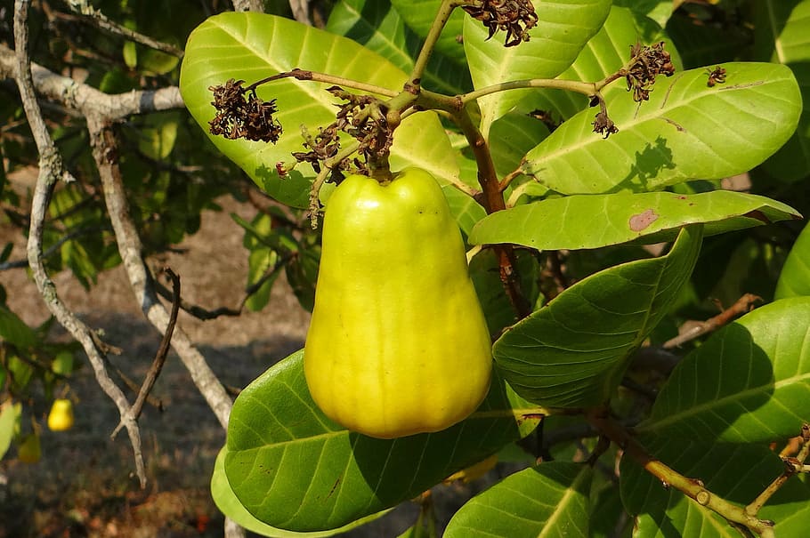 anacardos, fruta, árbol, anacardiaceae, familia de mango, maduro, amarillo, india, alimentos, naturaleza