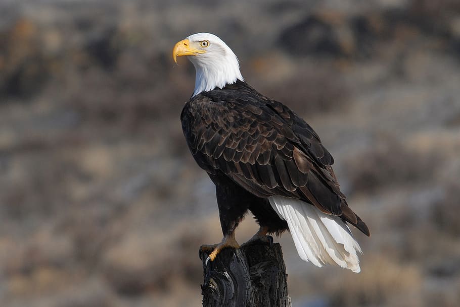 Bald Eagle, bald, eagle, wooden, post, macro, photography, bird of prey, bird, vertebrate
