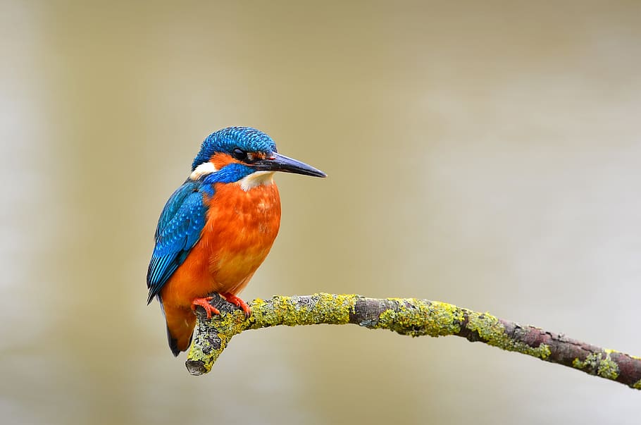 kingfisher, blue and orange bird, bird, animal themes, vertebrate, animal, animal wildlife, animals in the wild, one animal, perching