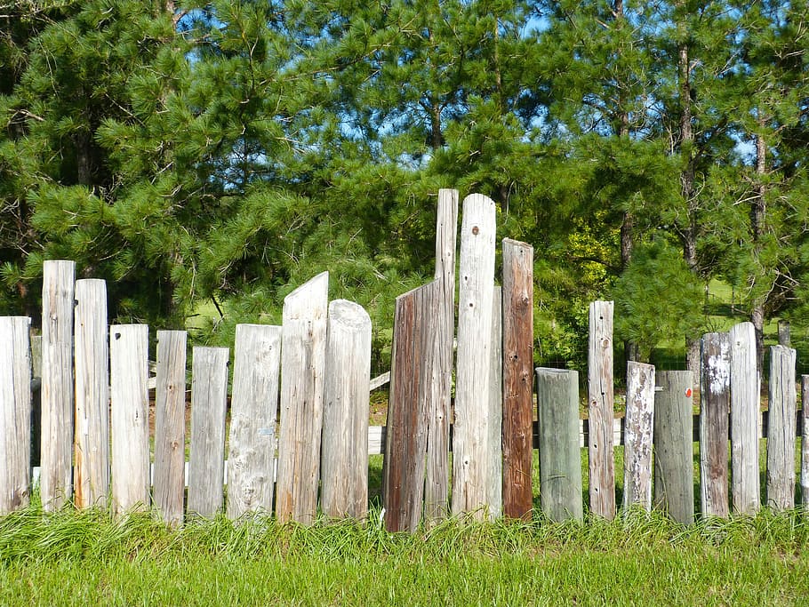 Fence, Telephone Poles, Wooden, wooden fence, poles, grass, trees, outdoors, wood, wood - material