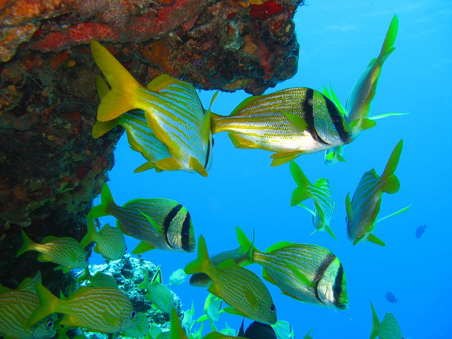 shoal of fish, Fish, Underwater, Marine, Ocean, Coral, nature, reef, scuba, diving