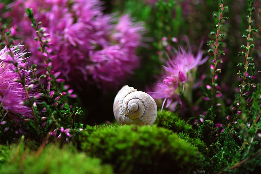 close, photography, garden snail, cluster petaled flowers, snail, shell, mollusk, snail shell, slowly, snail shells