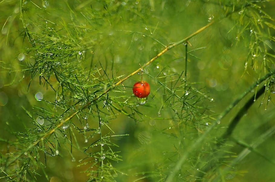 red, fruit, green, background, asparagus, drops of water, summer, plant, green color, growth
