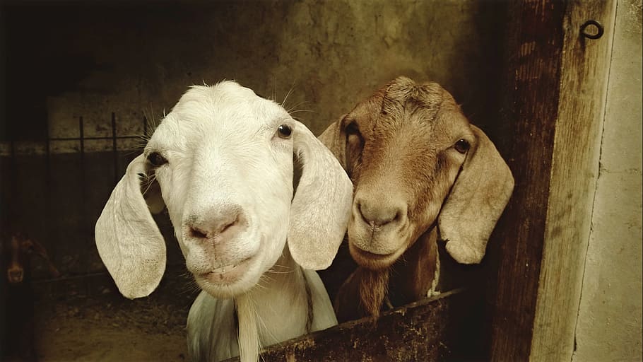two, white, brown, goats, shed, goat, animal, sheep, funny, big ears