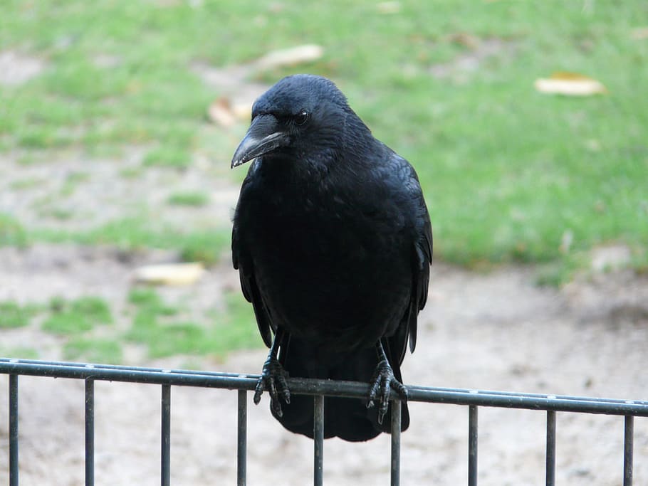 black bird, carrion crow, corvus corone, crow, raven bird, songbird, corvidae, bill, black, sit