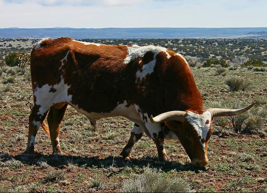 white, brown, Bull, Cow, Cattle, Bovine, Grazing, grass, pasture, plains