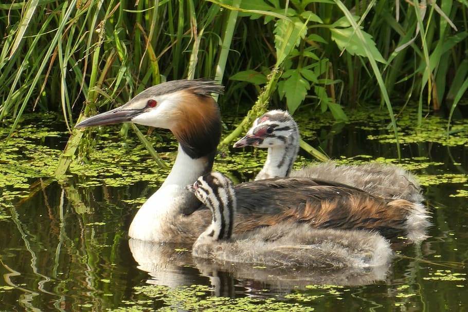 three, brown, mallard ducks, body, water, great crested grebe with young boy, water birds, boy, spring, bird