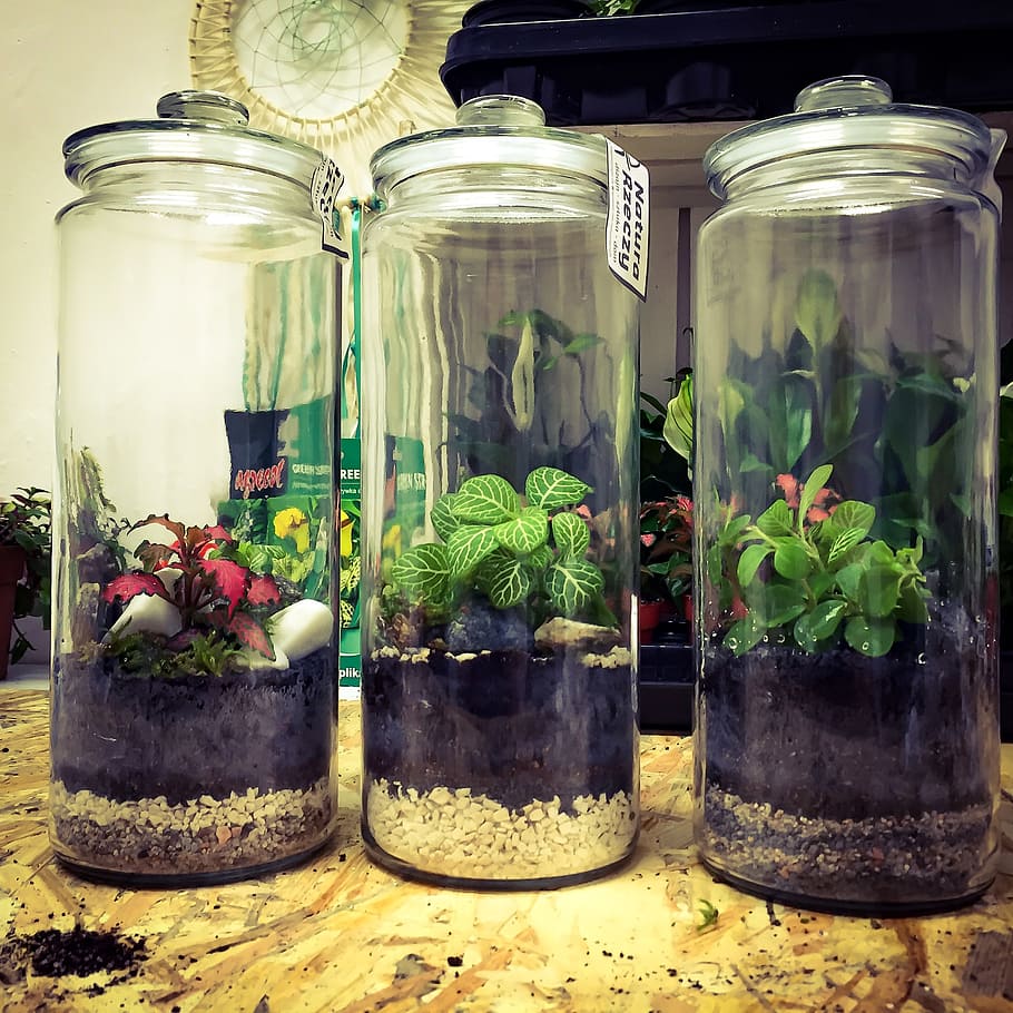three, plant, soil, filled, clear, glass jars, greenforest, glass, home, decor