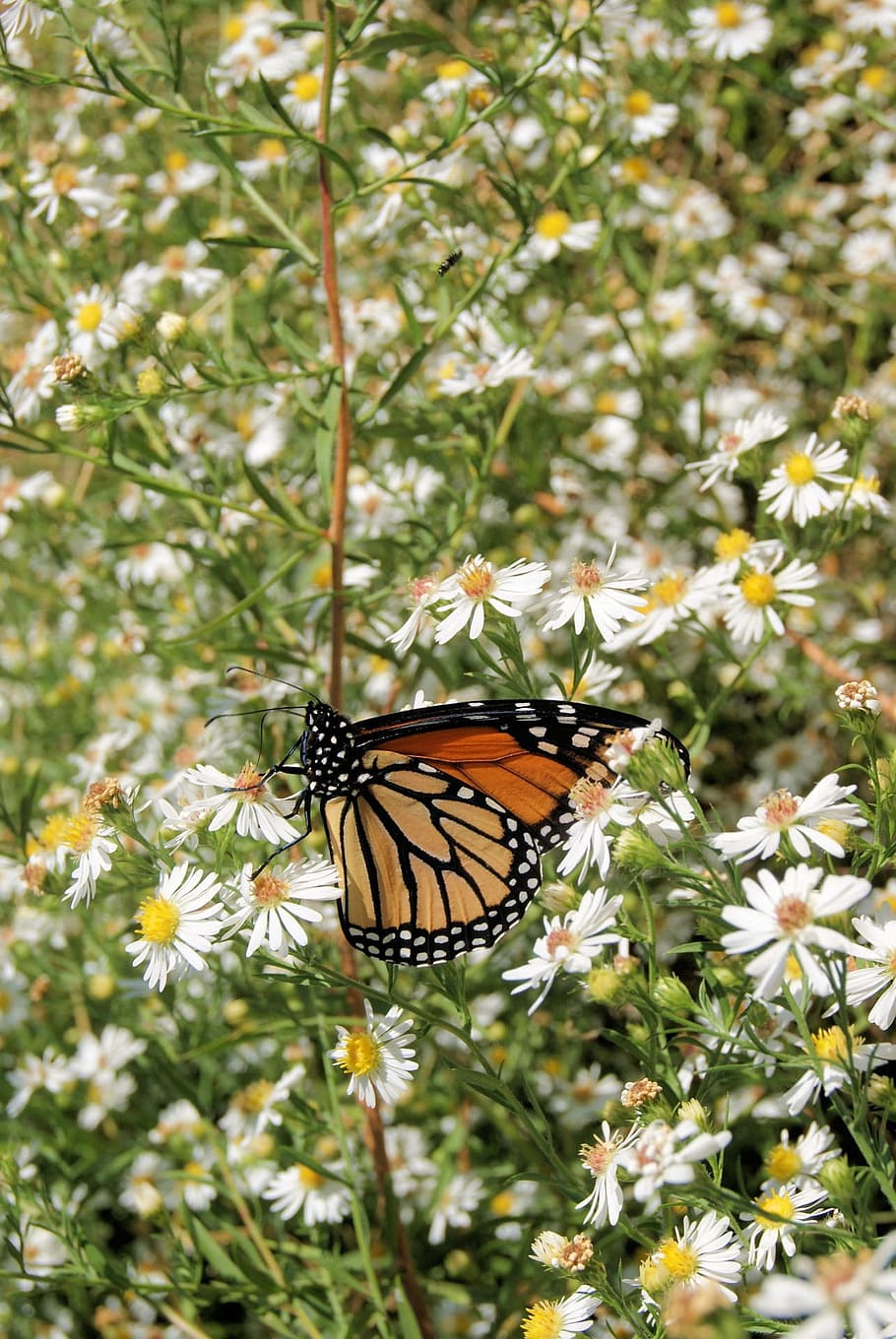 Monarca, mariposa, insecto, ala, fauna, brillante, pequeño, delicado, frágil, colorido