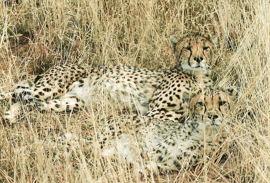 two, black, brown, cheetahs, grass, daytime, black and brown, cheetah, hunting-leopard, feline