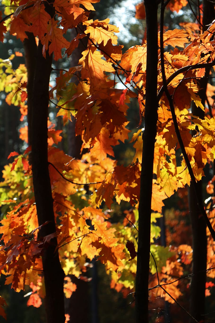 pohon, hutan di musim gugur, daun oak, penurunan warna, warna, suasana oktober, musim gugur, menanam, pertumbuhan, perubahan