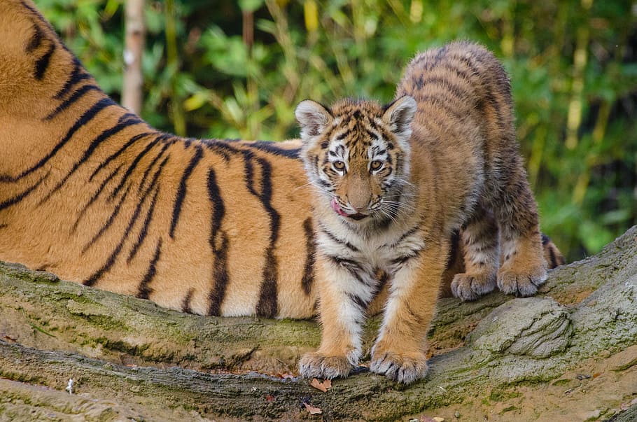 Siberian Tiger, Cub, brown and black tiger, animal, animal themes, animal wildlife, mammal, feline, animals in the wild, cat