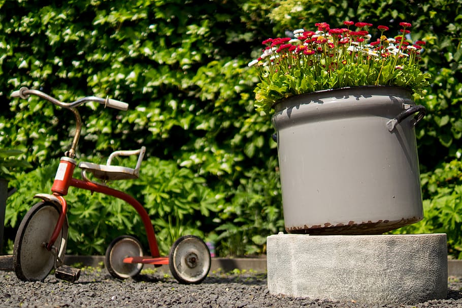 triciclo, vasos, flores, jardim, folhas, planta, crescimento, natureza, cor verde, flor
