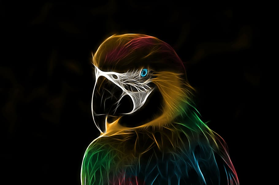 parrot, ara, bird, colorful, fractalius, black background, one person, headshot, portrait, studio shot