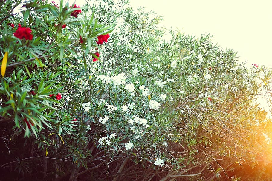 branco, vermelho, flores florescem, dia, fechar, foto, pétala, flor, flores, verde