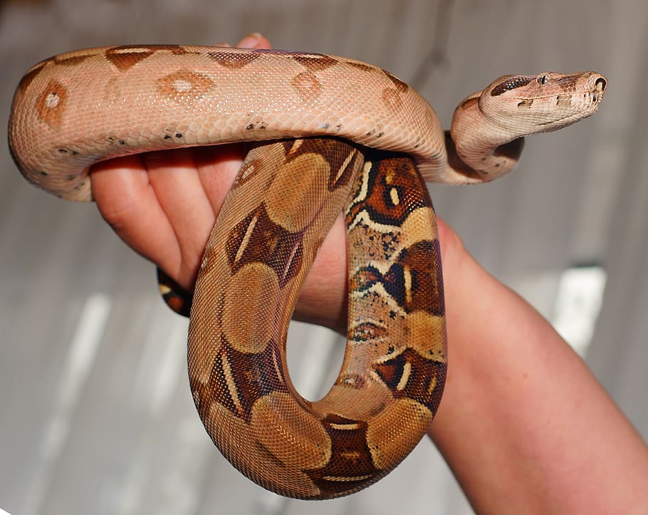 brown, white, python, emperor snake, boa, snake, boa imperator, lurking, close, head