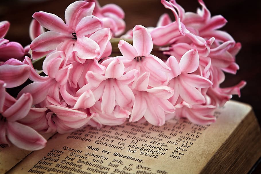 pink, petaled flowers, book, hyacinth, flowers, fragrant flower, spring flower, fragrant, prayer book, old