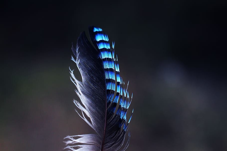 Jay, Feather, Pen, Nature, Wings, Plumage, jay feather, feathers, bird, beautiful