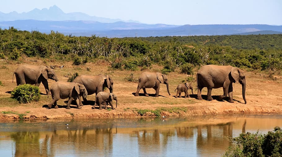 group, elephants, walking, body, water, daytime, elephant, herd of elephants, african bush elephant, africa