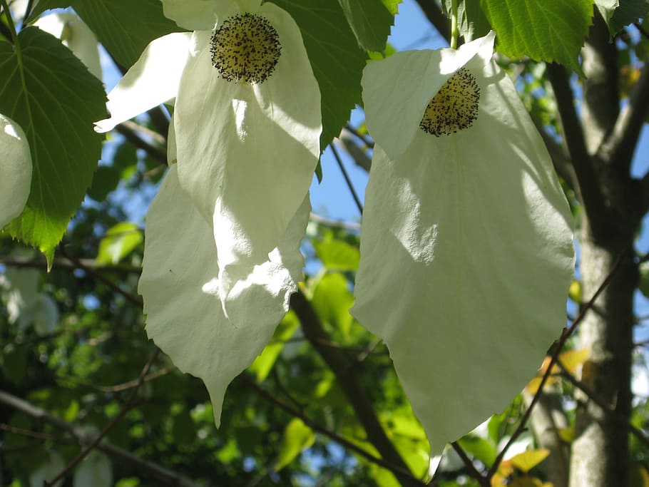 Handkerchief Tree, Tree, Leaf, Blossom, tree, leaf, bloom, nature, growth, agriculture, green color