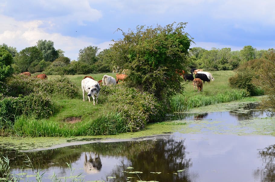 cows, grazing, grasses, cattle, grasslands, greens, meadows, riverside, riverbank, water