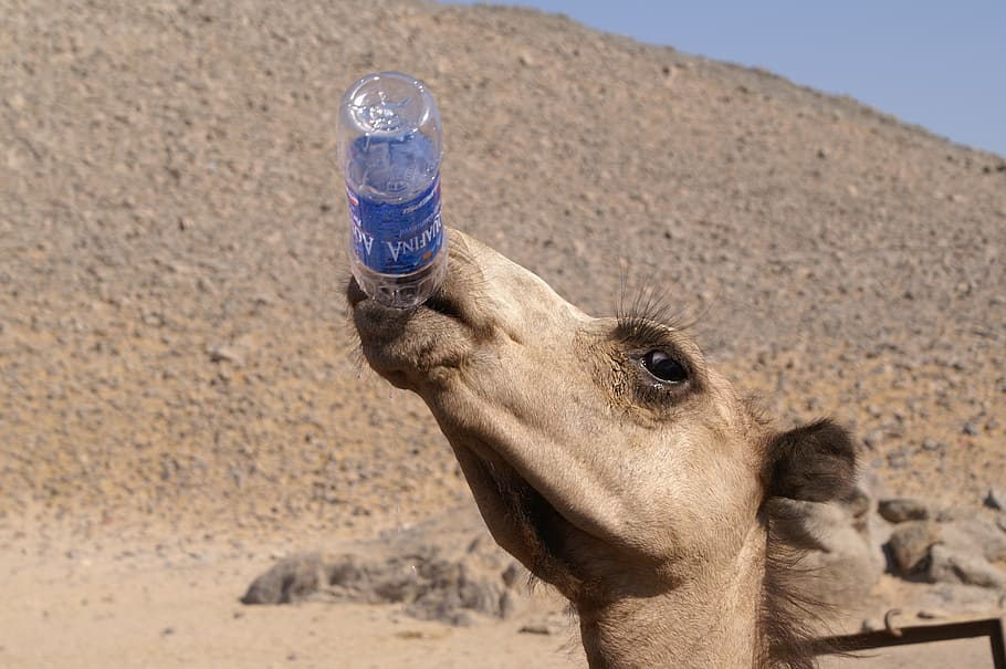 camelo, animais, deserto, água, a sede, animais do deserto, temas animais, terra, bebida, um animal