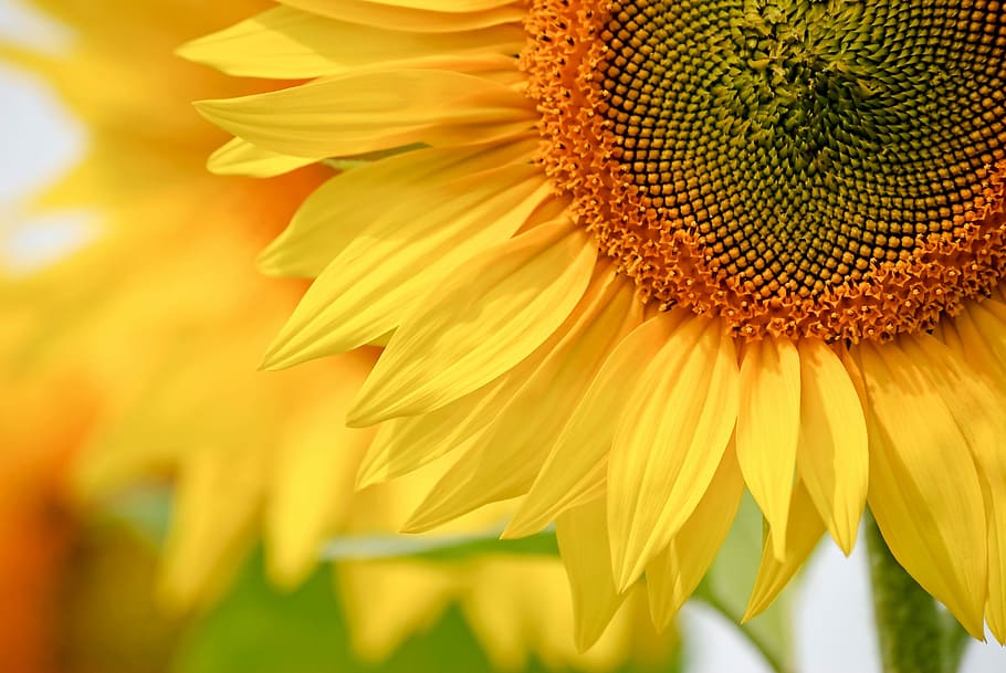 foto close-up, bunga matahari, alam, tanaman, bunga, musim panas, closeup, taman, warna, di pelataran