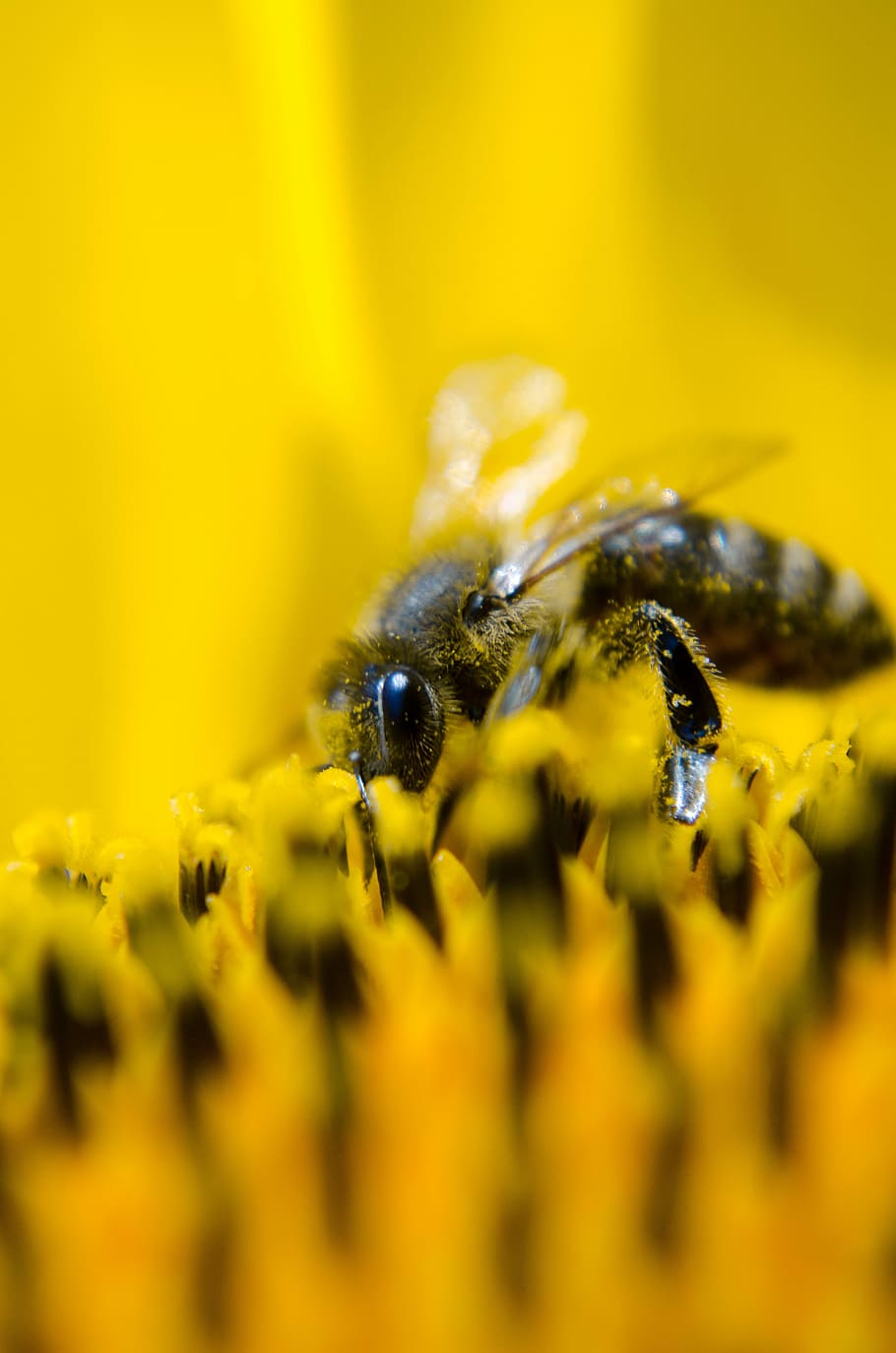 focal, focus photography, bee polenating, bee, working bee, nature, sunflower, yellow, pollen, macro