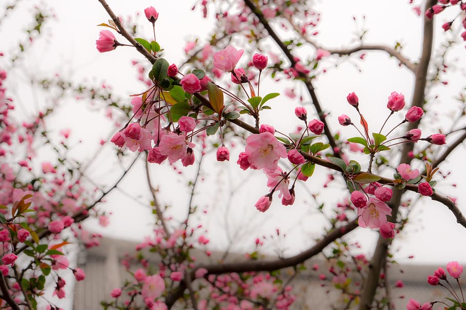 cereza, flor, floración, Japón, flores de cerezo, rosa, árbol, flor de cerezo, color rosa, primavera